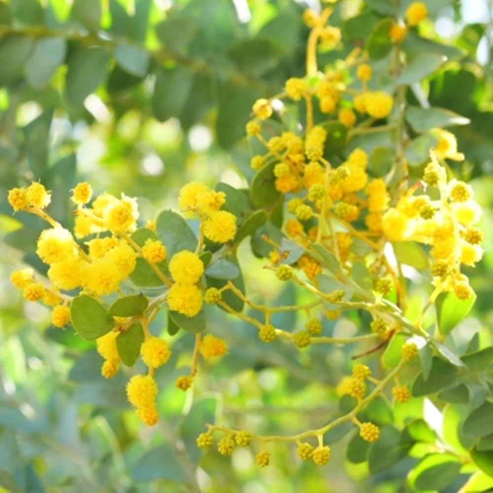 Amazon.co.jp: アカシアの木 【サンカクバアカシア】 4.5号